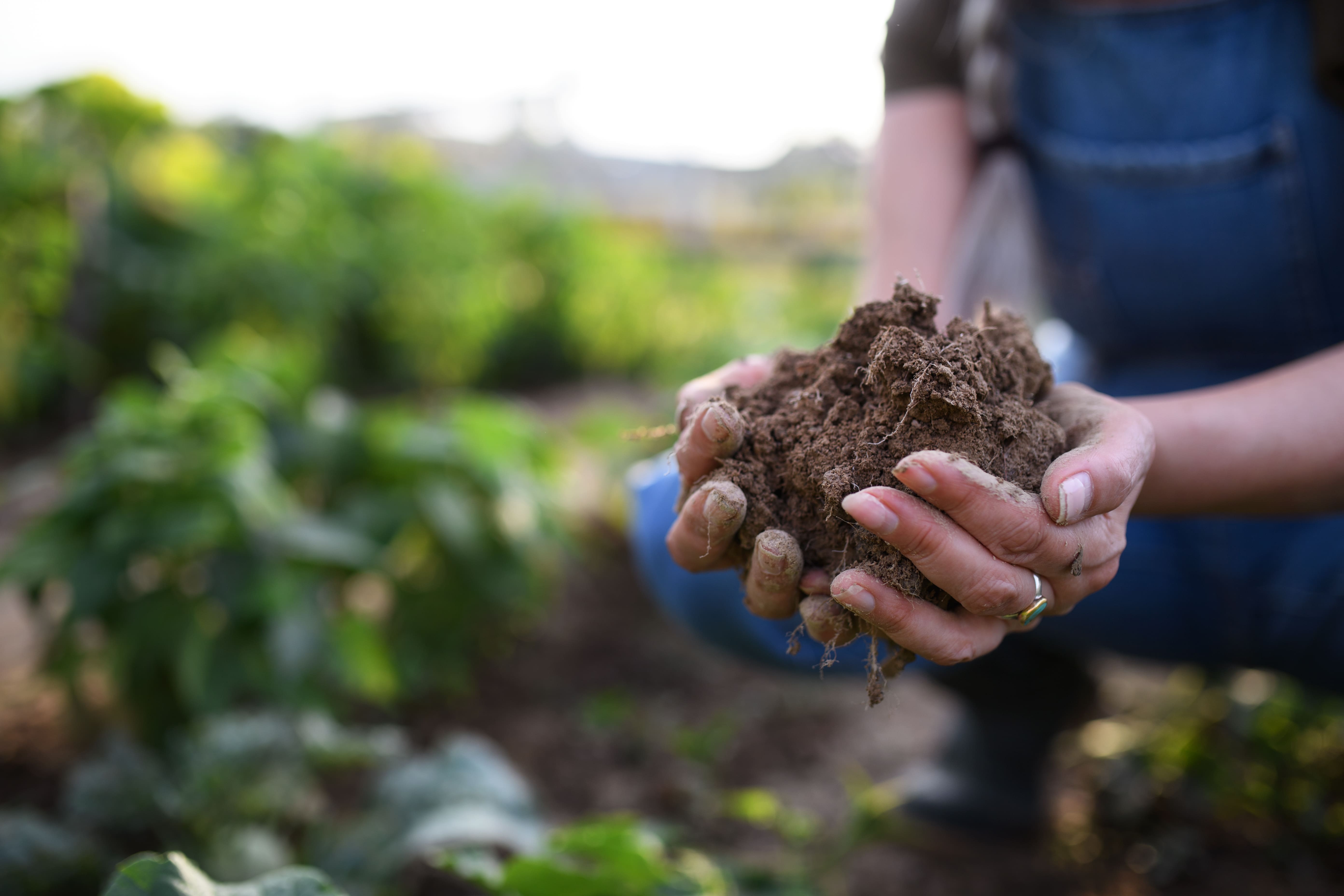 banner Pic from Soil Fundation event in rome