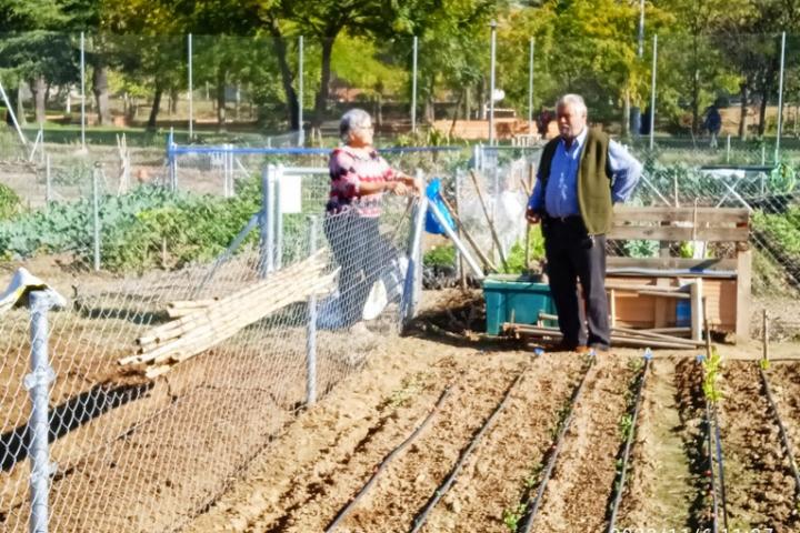 Urban Vegetable Gardens