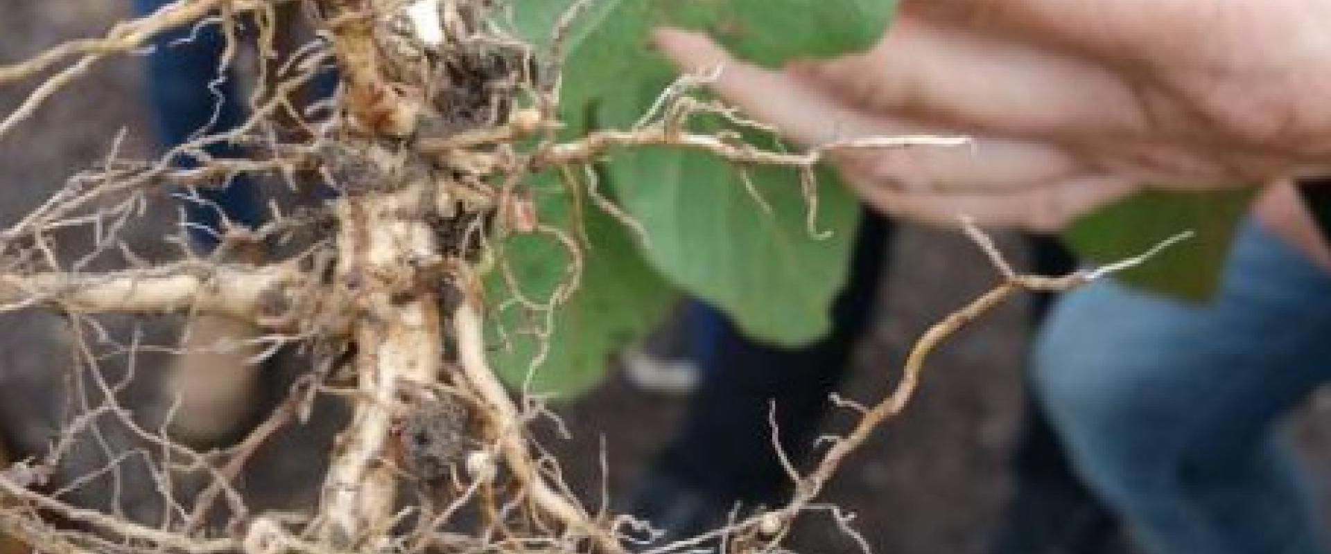 Understanding roots and agricultural produce
